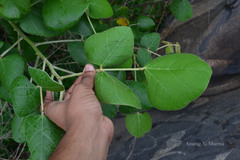 Erythrina suberosa